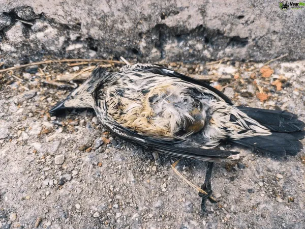 Dead Bird Removal Palmwoods