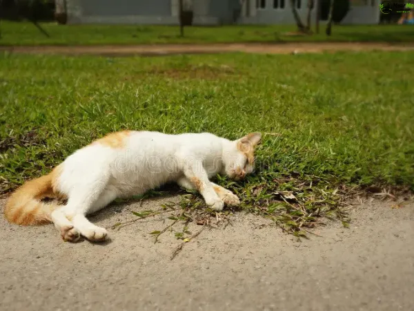 Dead Cat Removal Palmwoods