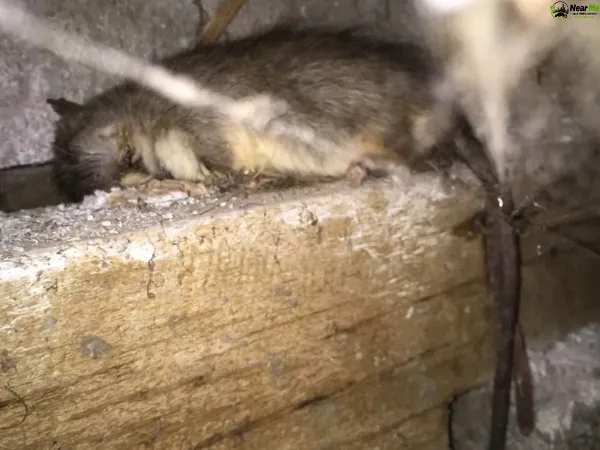 Dead Rat Removal Palmwoods